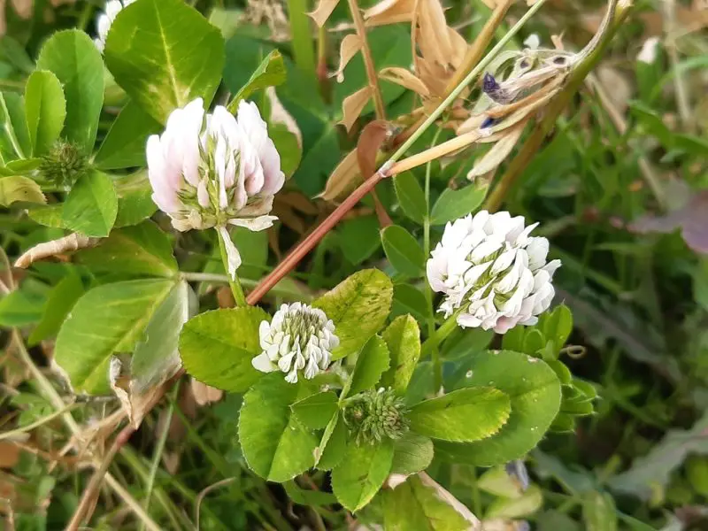 Types of Clover Plants