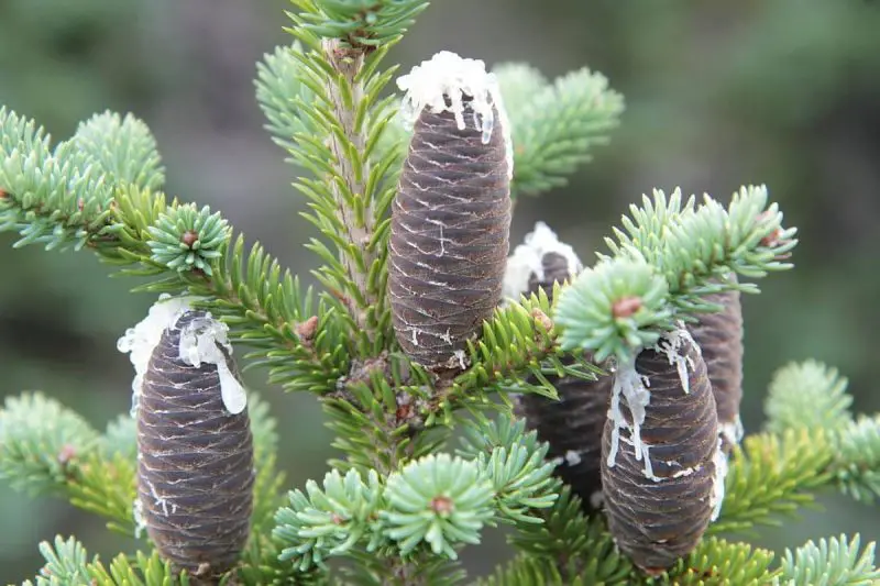 Types of Evergreen Trees