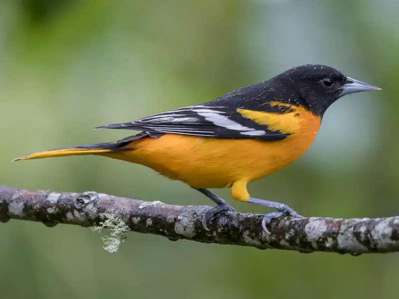 Yellow Birds With Black Wings