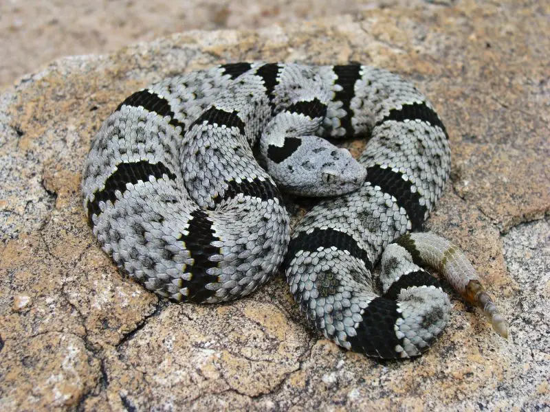 Types of Rattlesnakes in Arizona