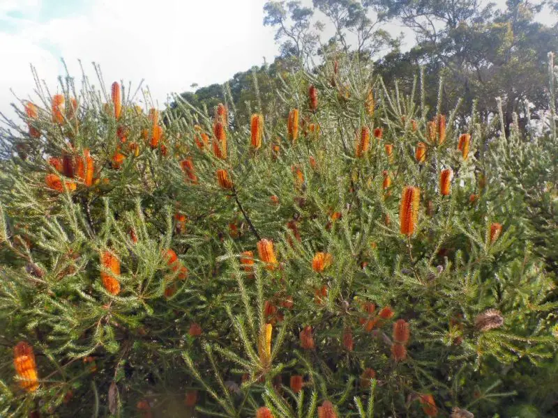Small Evergreen Shrubs