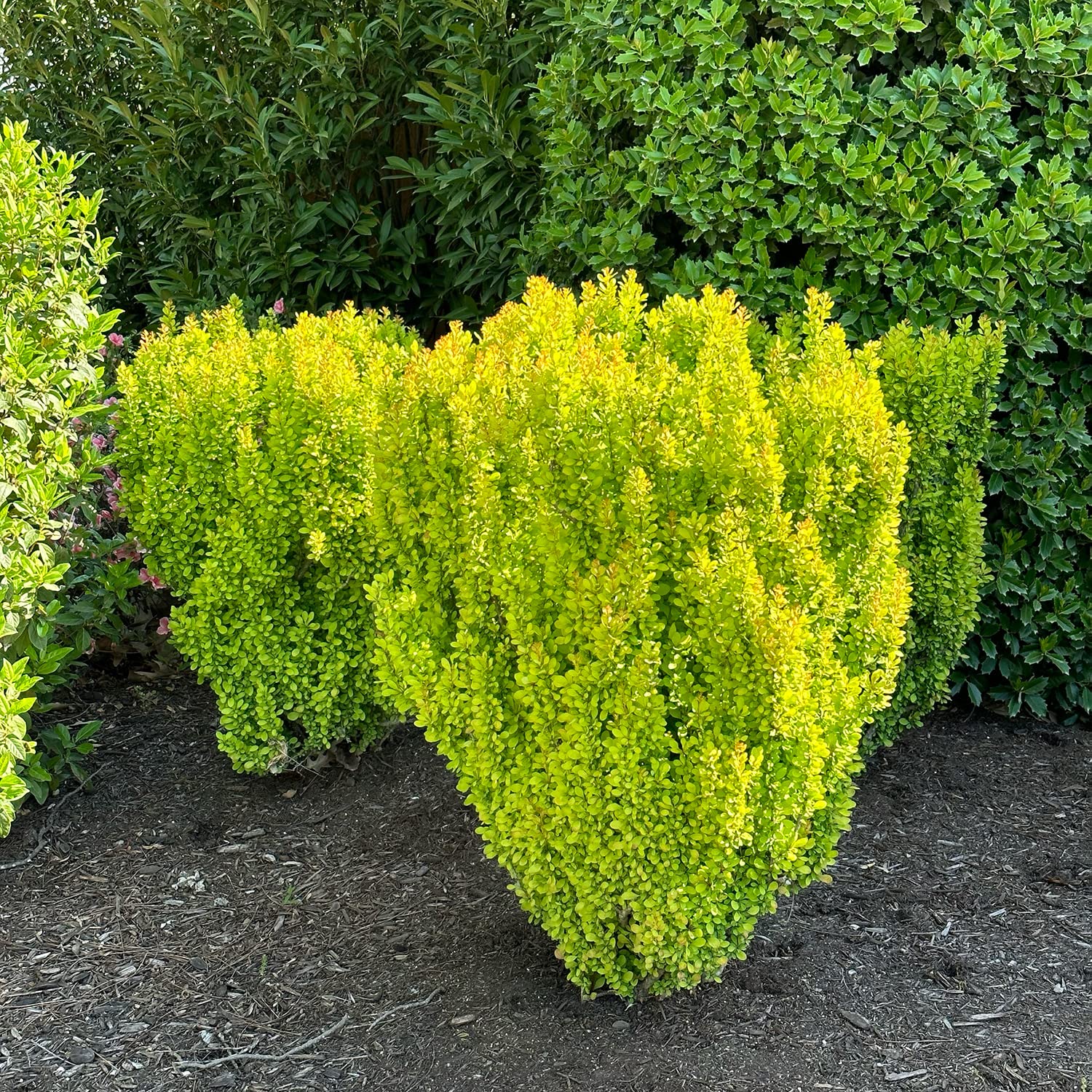 Flowering Shrubs That Bloom All Summer