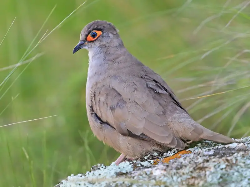 Types of Doves