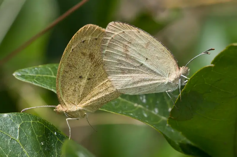 types of butterflies in Florida