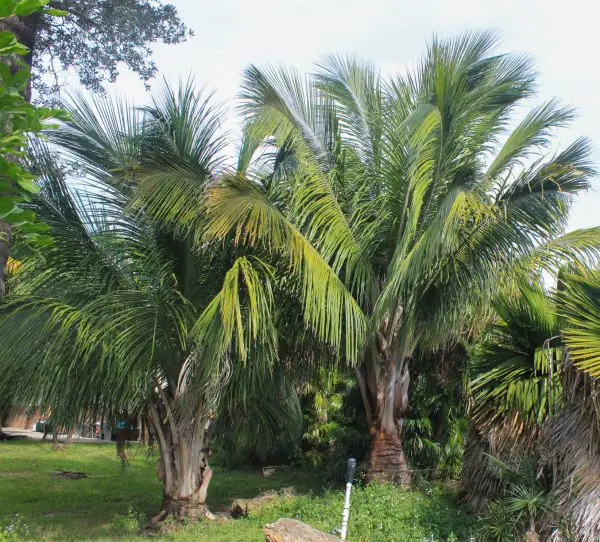 Types of Palm Trees in Florida