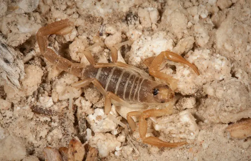 Types of Scorpions in Arizona