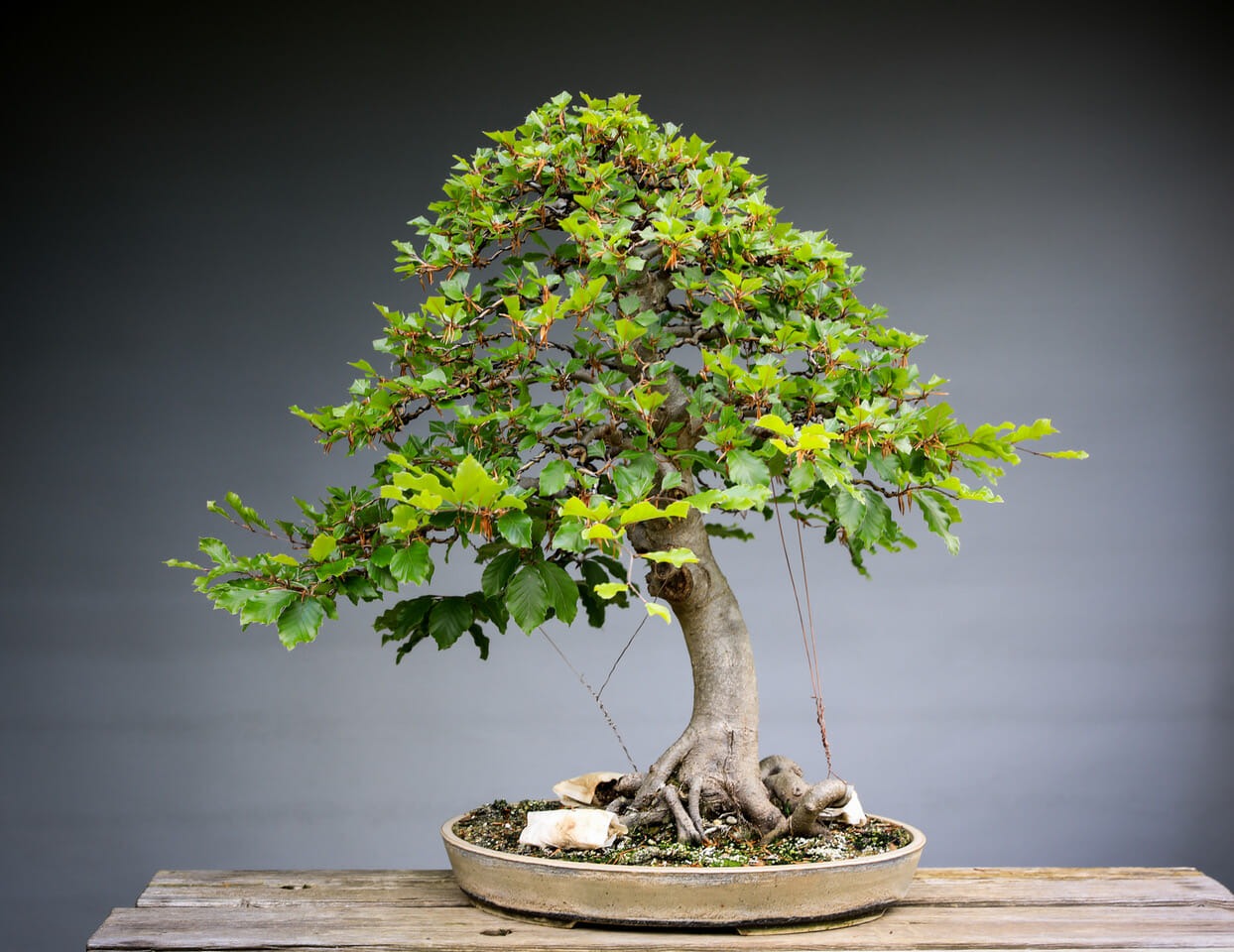 Types of Bonsai Trees