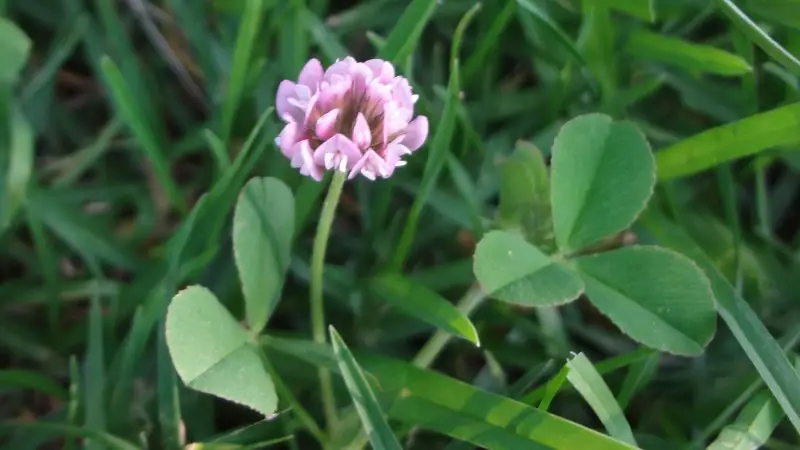 Types of Clover Plants