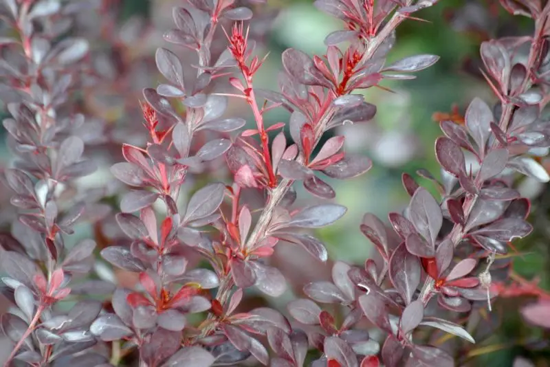 Small Evergreen Shrubs