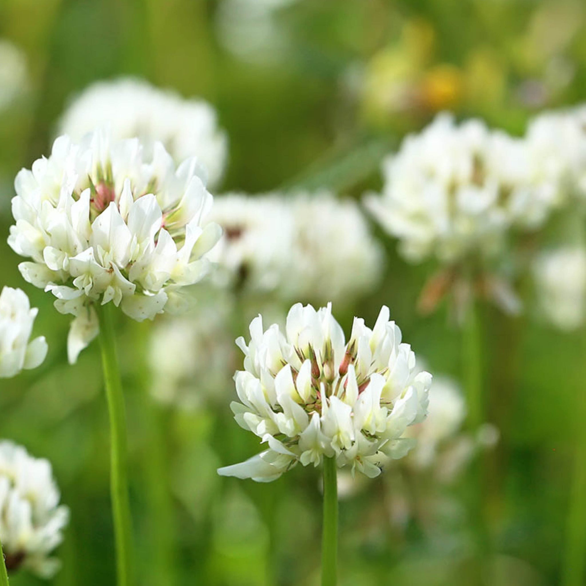 Types of Clover Plants