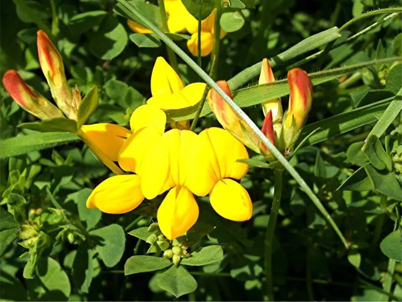 Weeds with Yellow Flowers