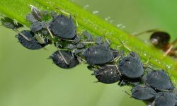 18 Types of Black Aphids (With Pictures and Identification)