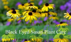 Black Eyed Susan Plant Care and Growing Guide (Most Detailed)