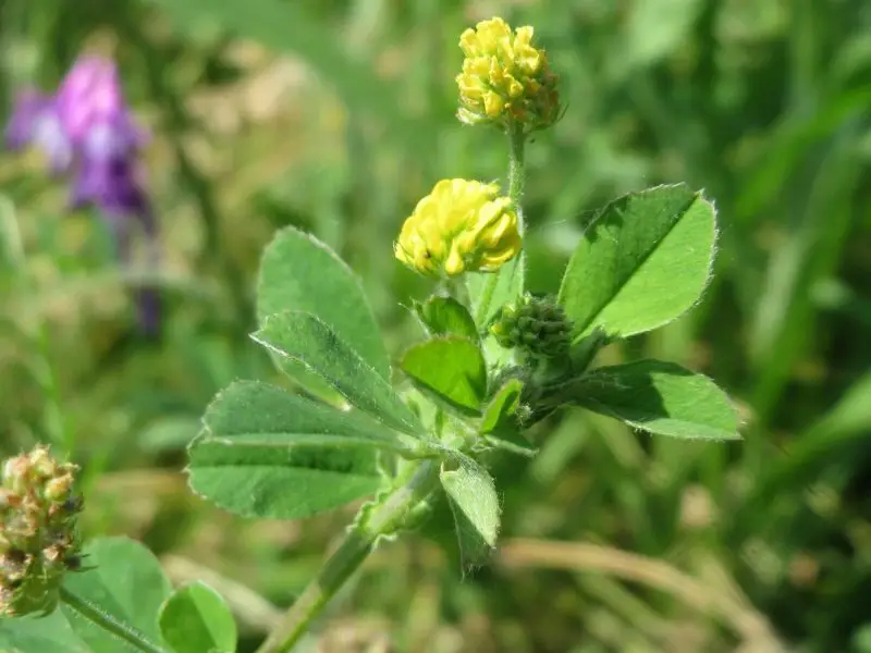Weeds with Yellow Flowers
