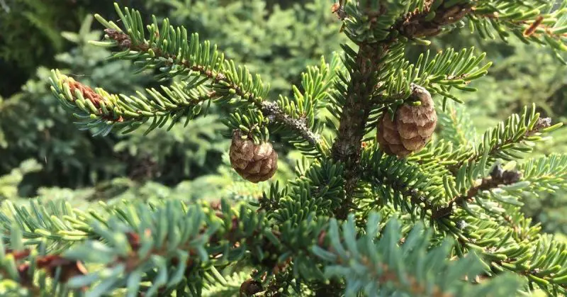 Types of Evergreen Trees