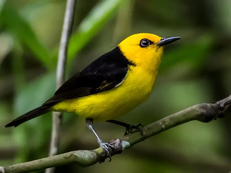 Yellow Birds With Black Wings