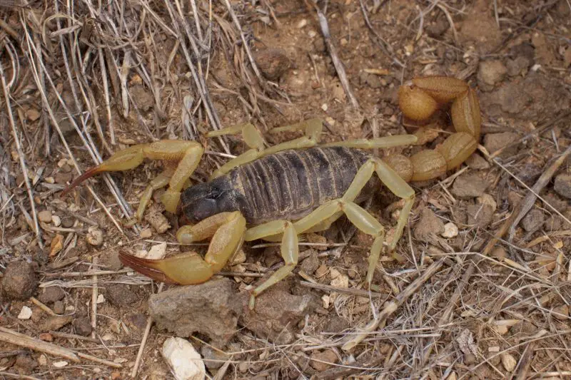 Types of Scorpions in Arizona