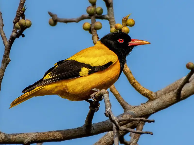 Yellow Birds With Black Wings