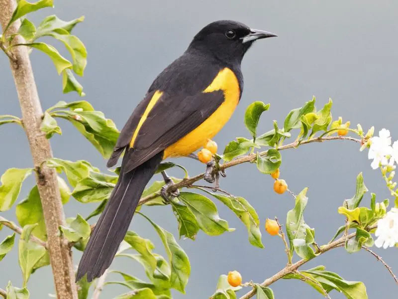 Yellow Birds With Black Wings