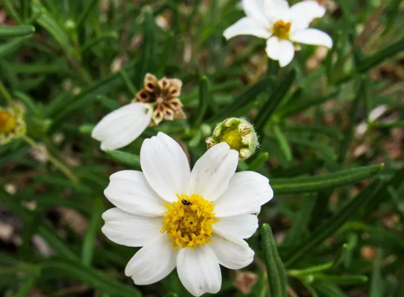 Types of Daisy Plants