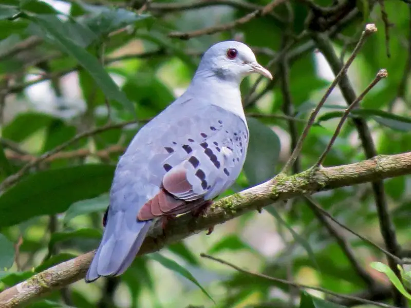 Types of Doves
