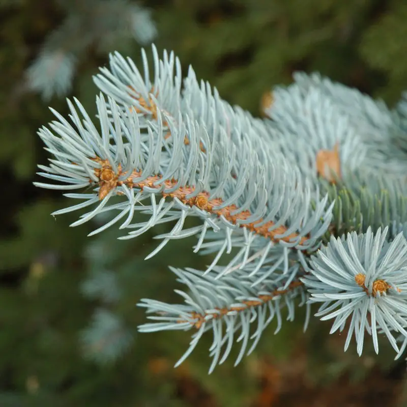 Types of Evergreen Trees