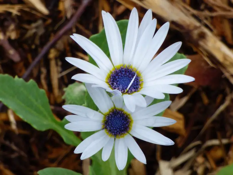 Types of Daisy Plants