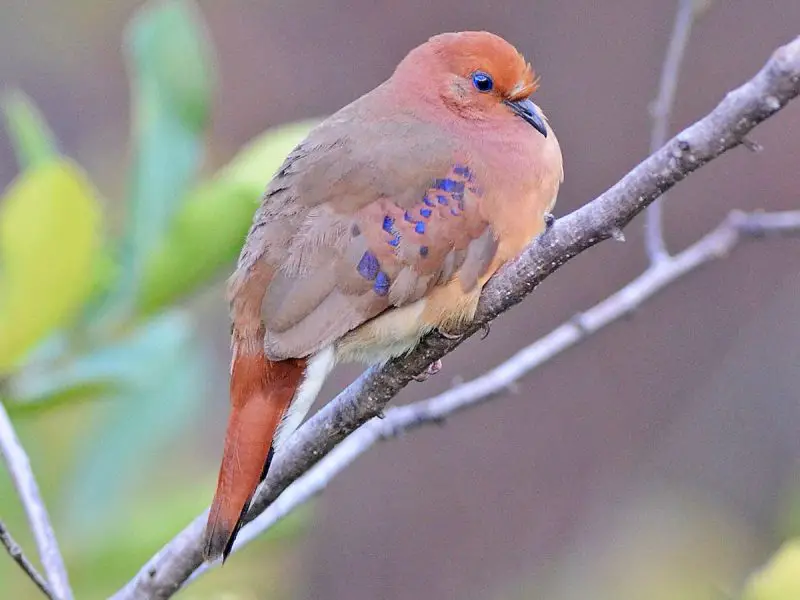 Types of Doves