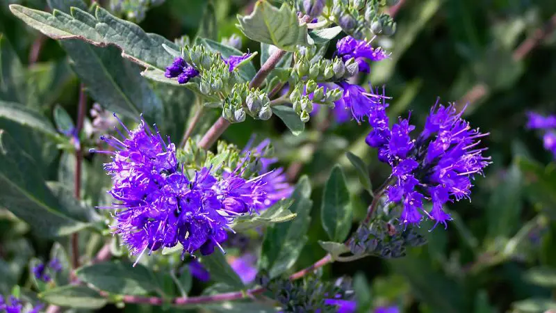 Flowering Shrubs That Bloom All Summer