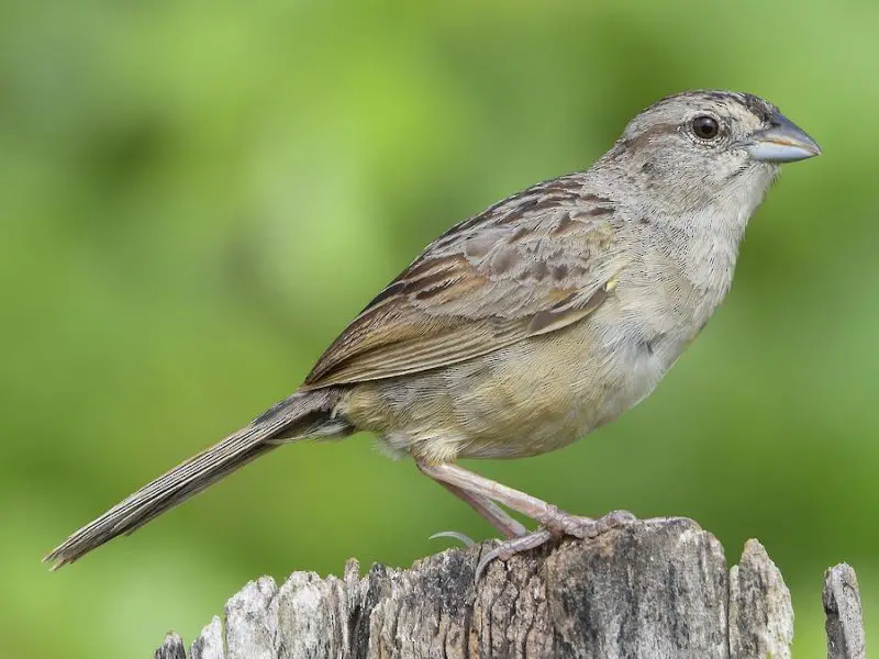 Types of Sparrows