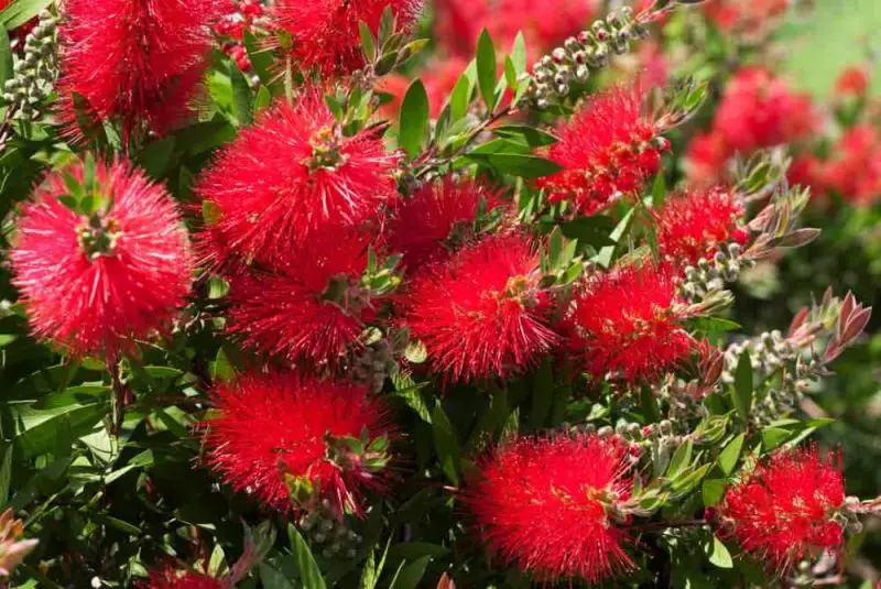 Flowering Shrubs That Bloom All Summer