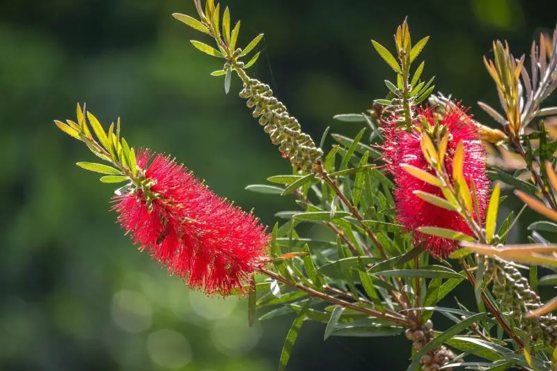 Shrubs with Red Flowers