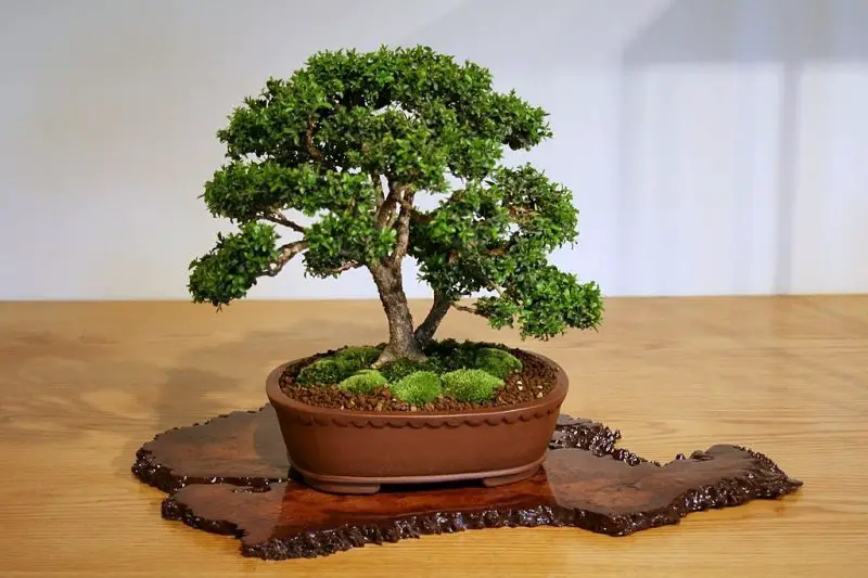 Types of Bonsai Trees
