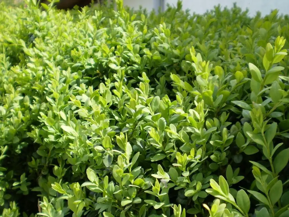 Types of Evergreen Trees