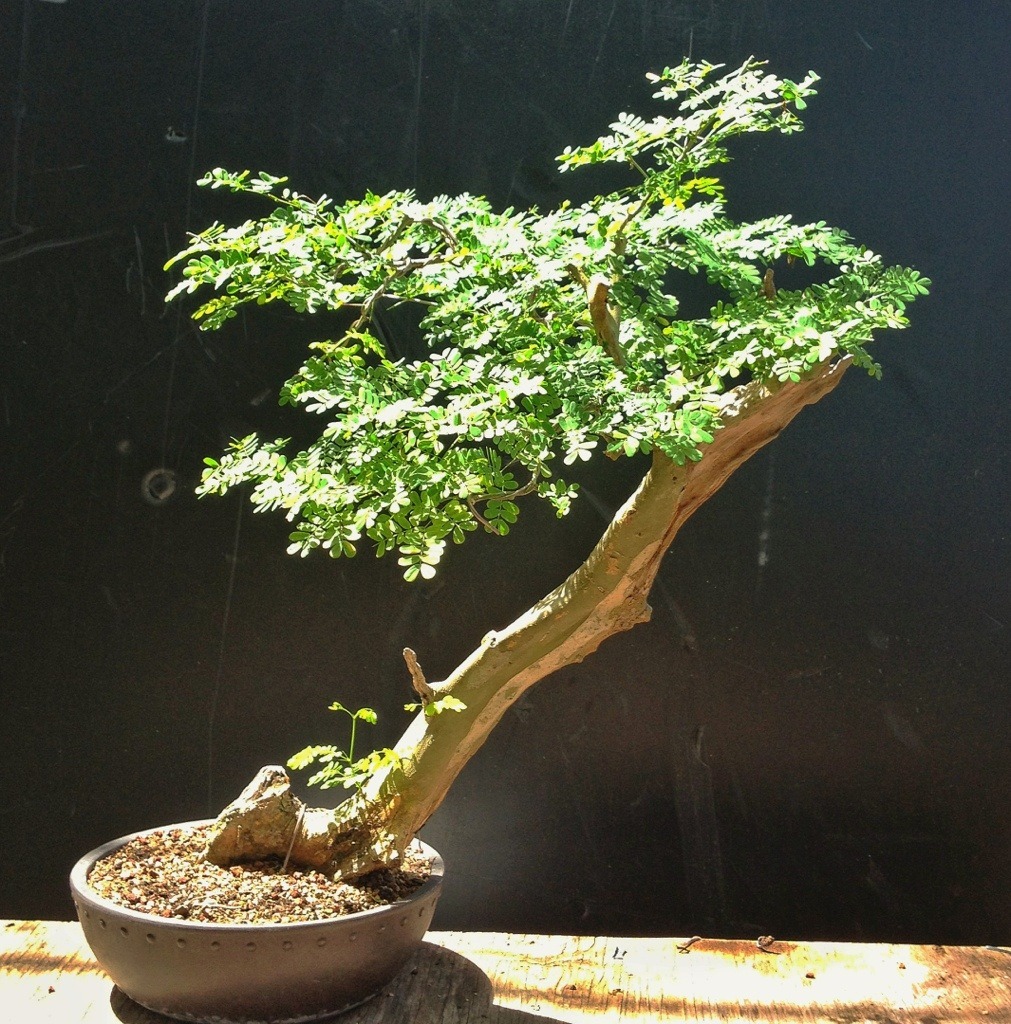 Types of Bonsai Trees