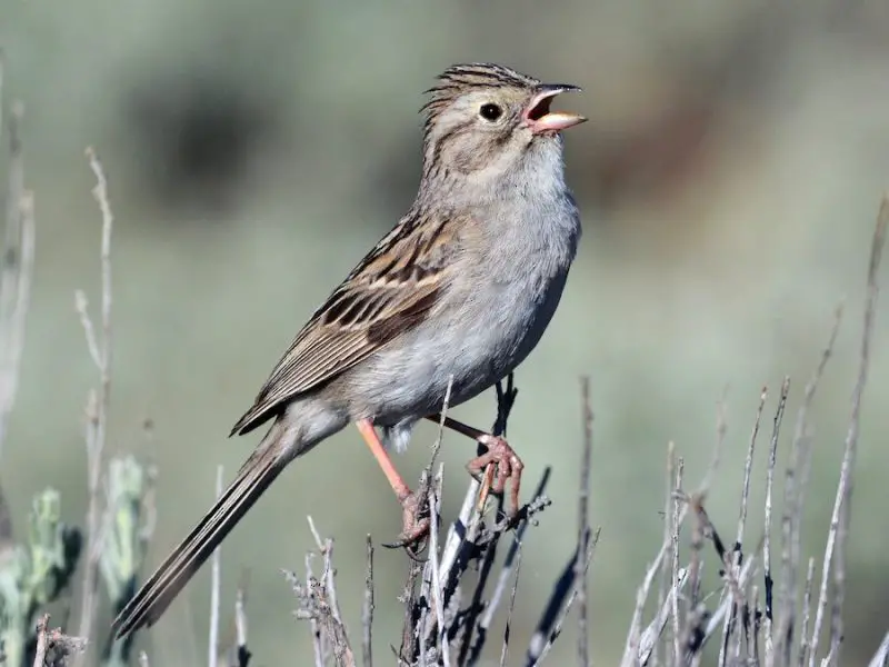 Types of Sparrows
