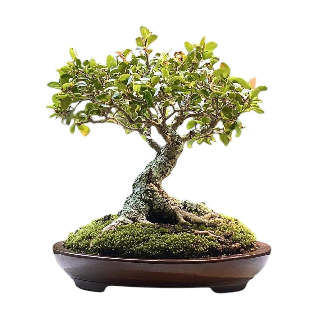Types of Bonsai Trees