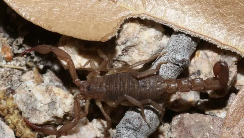 Types of Scorpions in Arizona