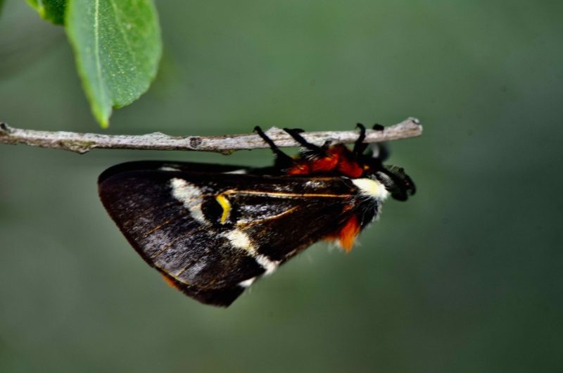 Black Bugs With White Spots