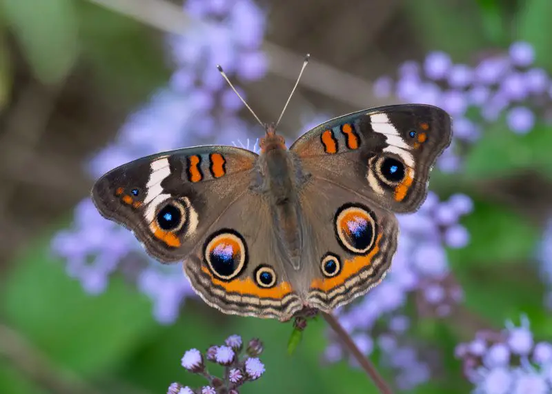 types of butterflies in Florida
