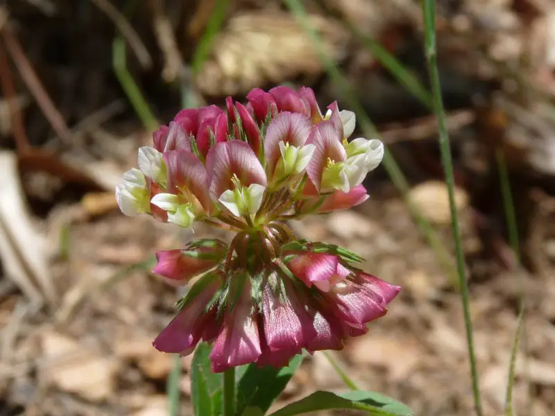 Types of Clover Plants