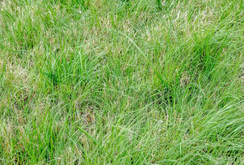 Types of Grass in Texas