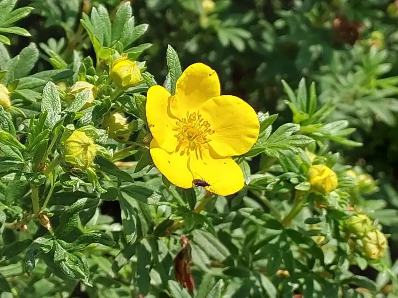 Flowering Shrubs That Bloom All Summer