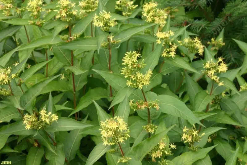 shrubs with yellow flowers