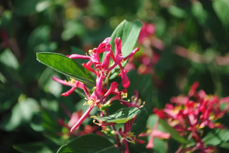 Shrubs with Red Flowers