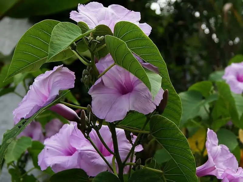 Flowering Shrubs That Bloom All Summer