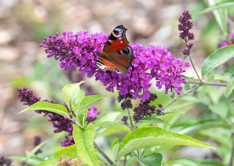 Flowering Shrubs That Bloom All Summer