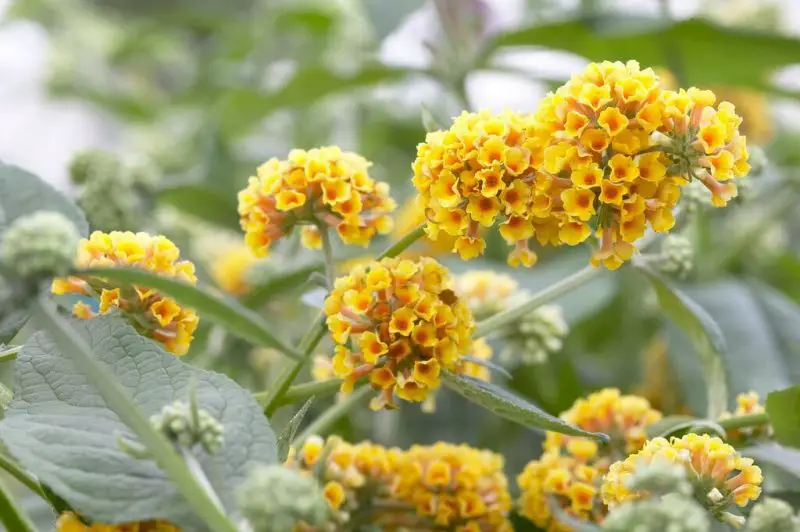 shrubs with yellow flowers