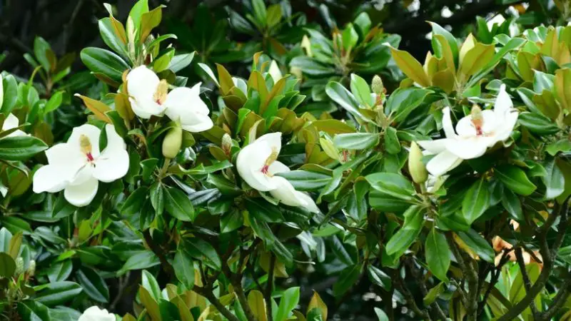 Flowering Shrubs That Bloom All Summer