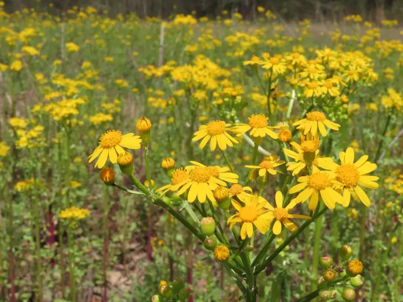 Weeds with Yellow Flowers
